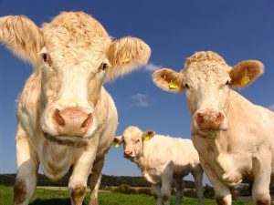 écorner les bovins pour plus de sécurité